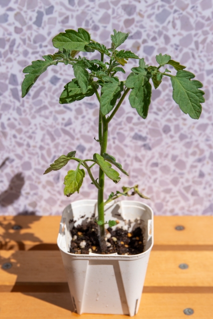 ミニトマト苗の選び方と植え方とは プランターで苗の間隔はどれ位 家庭菜園ブログ ずぼら主婦ミントプレゼンツ