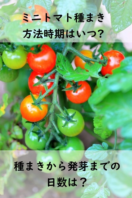 種まき 時期 トマト これでわかる！トマトの種まきと育苗の方法