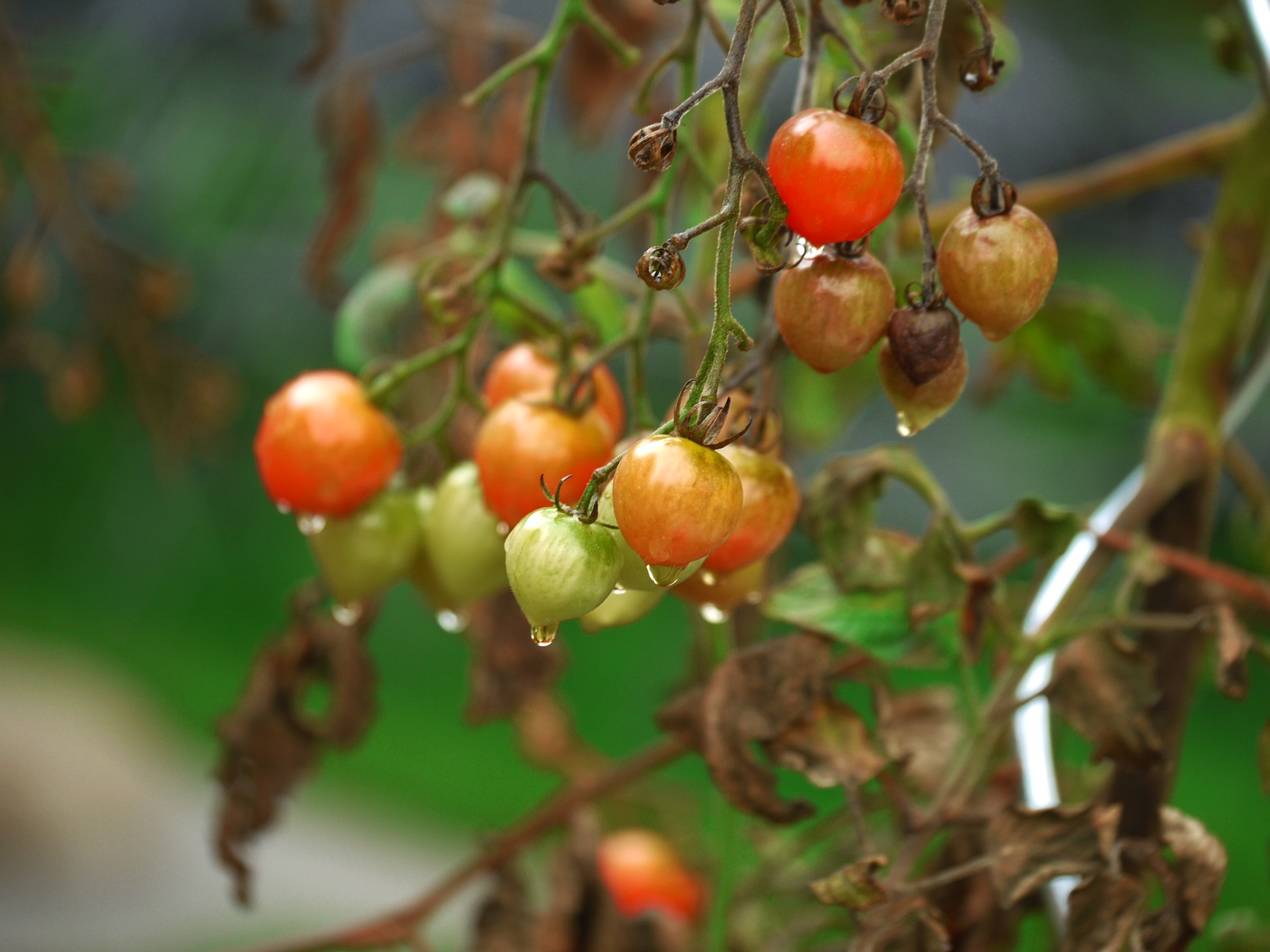 ミニトマトの葉が枯れたらどうすべき 枯れるのは病気 復活方法は 家庭菜園ブログ ずぼら主婦ミントプレゼンツ