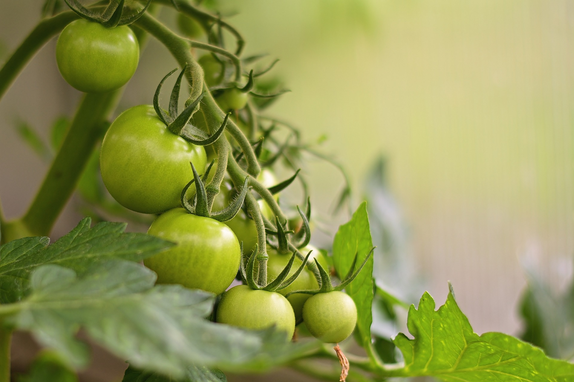 ミニトマトの収穫した後追熟って出来るの 収穫後の追熟方法とは 家庭菜園ブログ ずぼら主婦ミントプレゼンツ