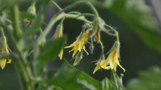 ミニトマトの花が咲かない原因って何 対策はどうするの 家庭菜園ブログ ずぼら主婦ミントプレゼンツ