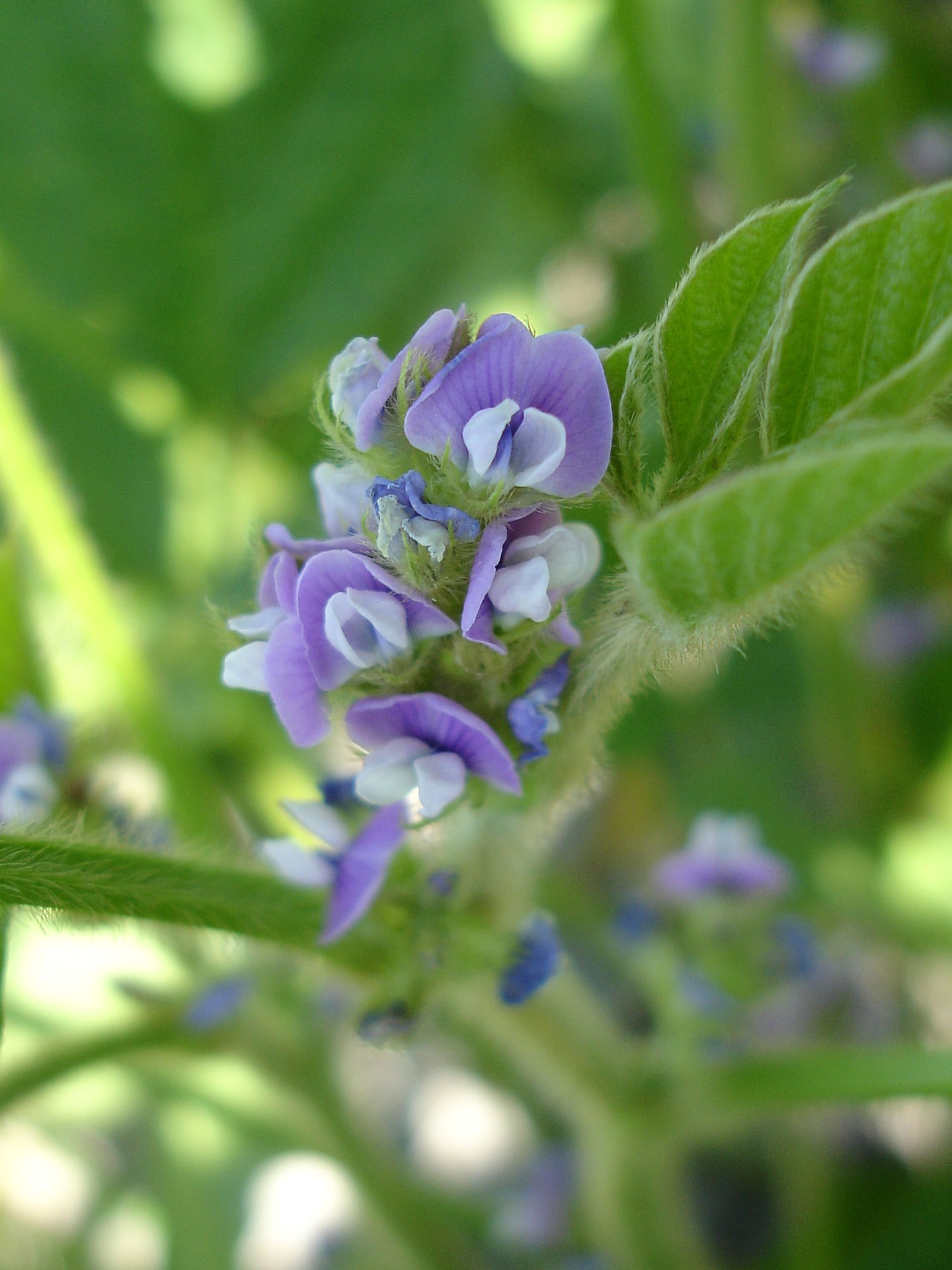 枝豆の花（紫）