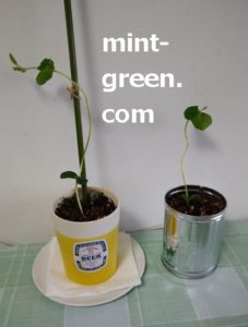 枝豆の苗がひょろひょろなのは徒長という現象 回復する方法は 家庭菜園ブログ ずぼら主婦ミントプレゼンツ