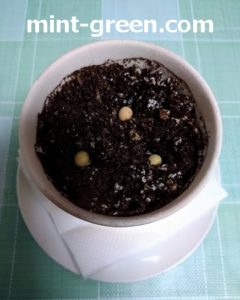 枝豆の発芽条件と発芽日数は何日くらい 発芽させるコツとは 家庭菜園ブログ ずぼら主婦ミントプレゼンツ