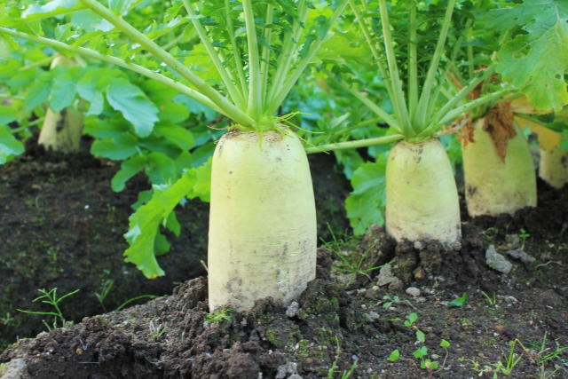 大根栽培 ペットボトルでできる 種まきの方法は 水耕栽培出来る 家庭菜園ブログ ずぼら主婦ミントプレゼンツ